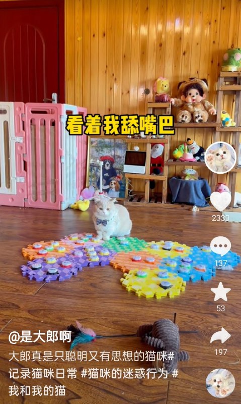 忍不住了！可愛貓貓也要衝塔😾怒吃某人的肉By