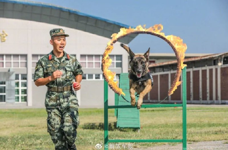 狗狗们🐶好棒！作风优良，能打胜仗！狗狗们🐶好棒！作风优良，能打胜仗！