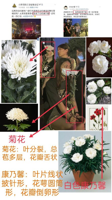 乌合麒麟要不要画幅画把这群给袁隆平献美国🇺🇸葬礼专用花『康乃馨』的境外势力给批判一番？！乌合麒麟要不要画幅画把这群给袁隆平献美国🇺🇸葬礼专用花『康乃馨』的境外势力给批判一番？！