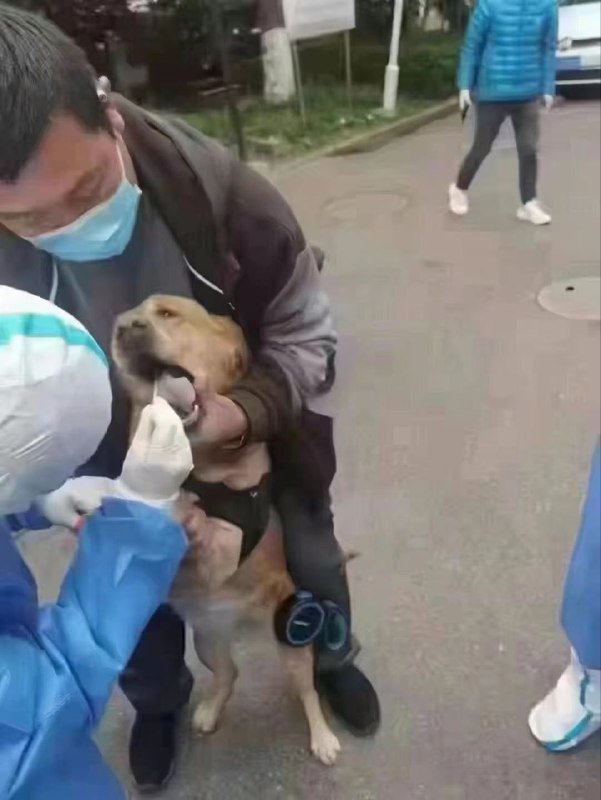 在党的正确领导下，給狗給貓做核酸我算了，這他媽在給螃蟹和魚做核酸呢？它們沒有肺啊…這他媽是肺炎啊#墙大的想象力 投稿By