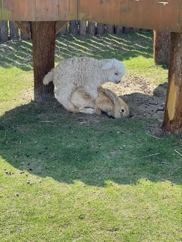 🐑大人后入🐰友By 匿名投稿