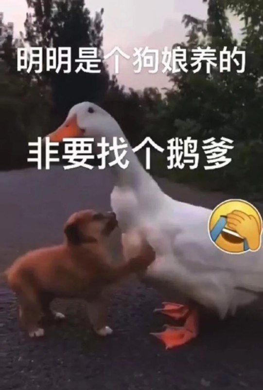共狗找俄爹🕶️ 匿