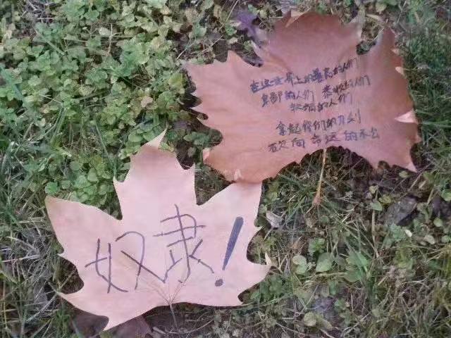 西建大考古队发现树叶甲骨文By