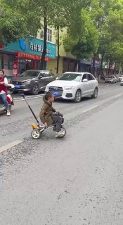 活泼可爱的豺猊子幼崽投稿By