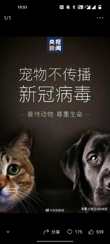 以前的宠物白杀了？By