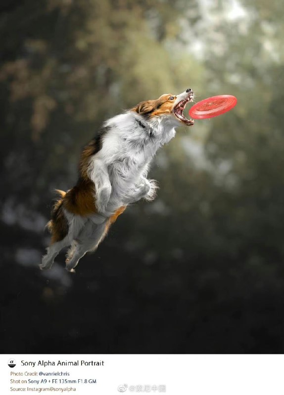 索尼你隐射谁呢？😁😁By