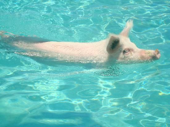 《习近平在亲自指挥亲自部署河南灾情》